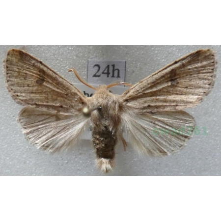 Agrochola laevis (Hübner, 1803) Czech24h
